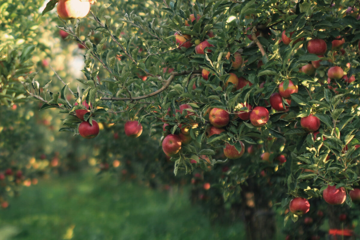 picture of a Ripe Apples in Orchard ready for harvesting,Morning shot